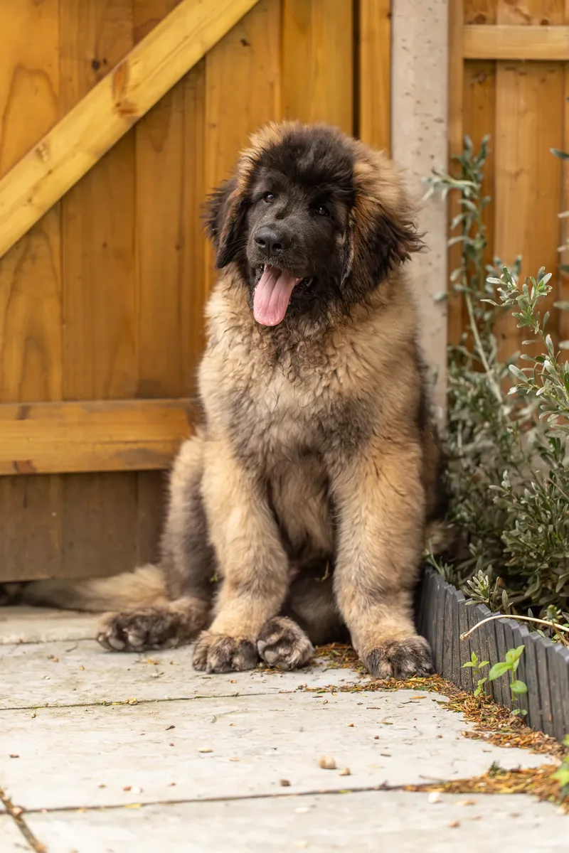 Alfie the Leonberger Puppy (39 of 41)