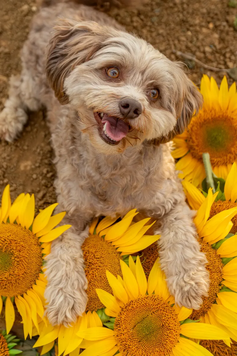 Bertie