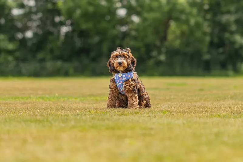 Luna the Cockapoo (22 of 24)