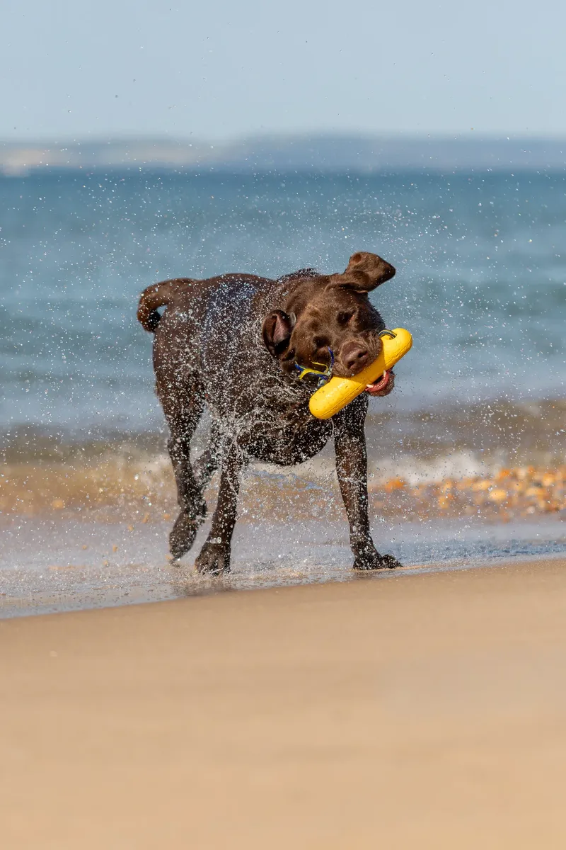 Ralph the Chocolate Lab (24 of 26)