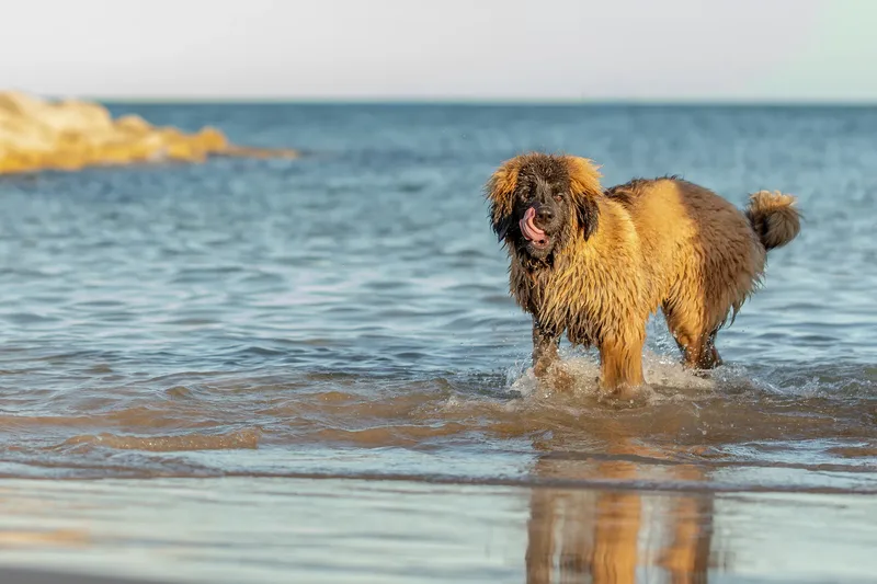 Leonberger Meet Up (17 of 47)
