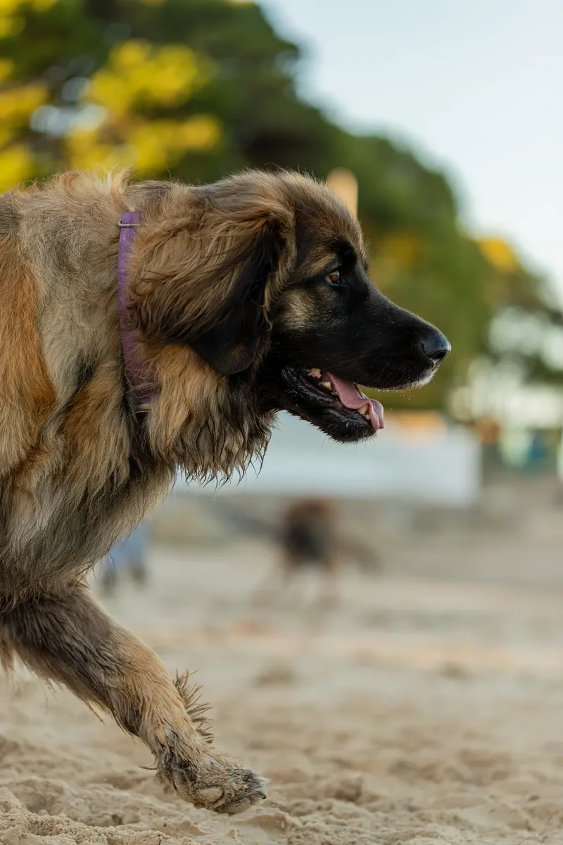 Leonberger Meet Up (34 of 47)