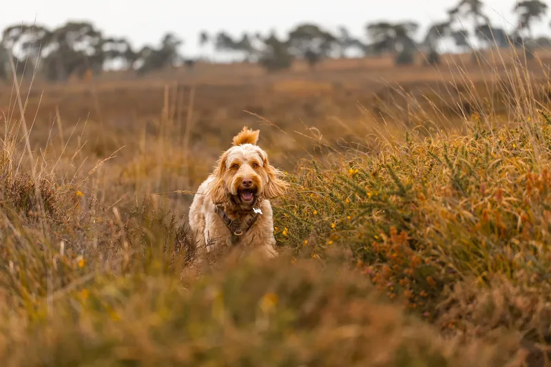 An Autumn Afternoon with Toby at Canford Heath (13 of 24)