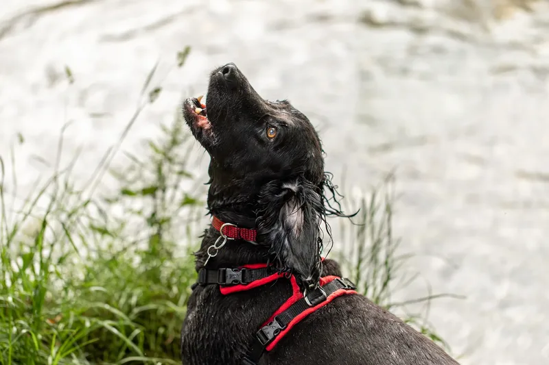 Ralph & Monty (12 of 24)