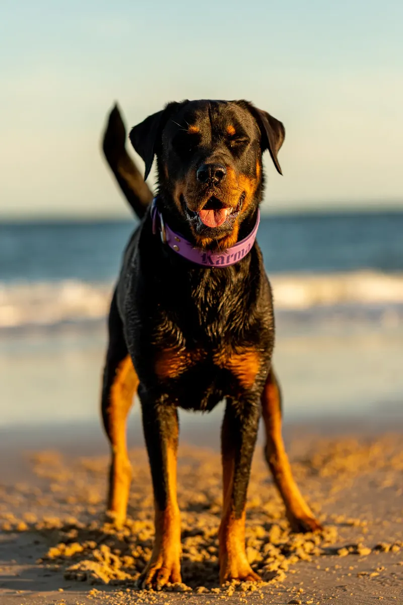 Karma the Rottie (19 of 24)