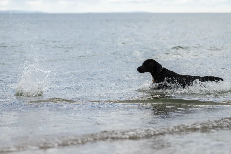 Stan the black lab (25 of 38)