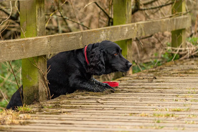 Wimborne Walkies (9 of 24)