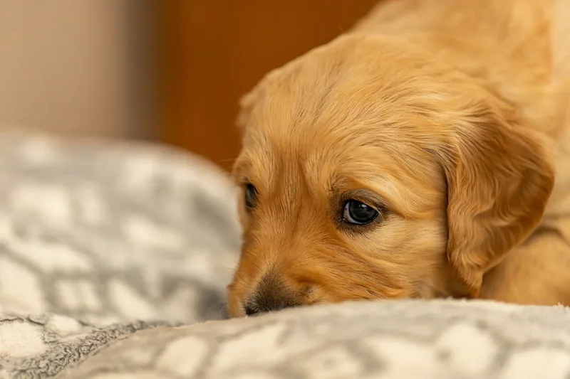 Golden Retriever Puppies (20 of 60)