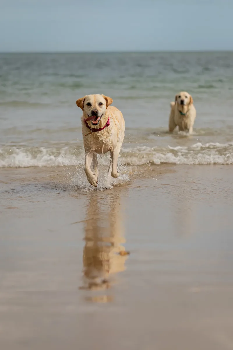 Mollie & Lola (4 of 32)