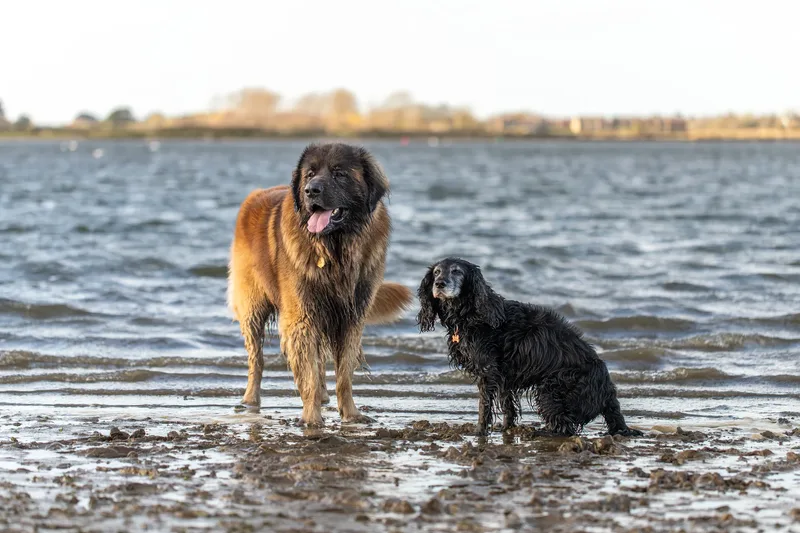 Koda and Cosmo (12 of 31)