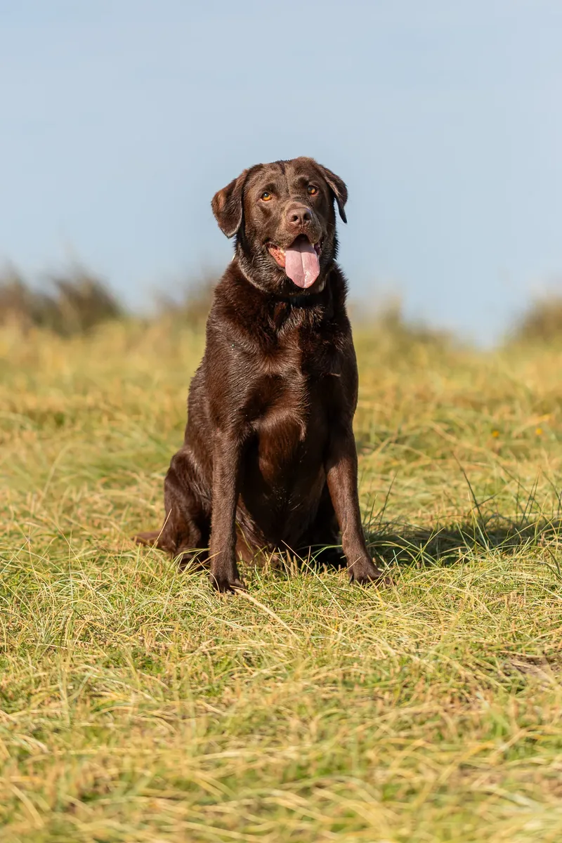 Ralph the Chocolate Lab (14 of 26)