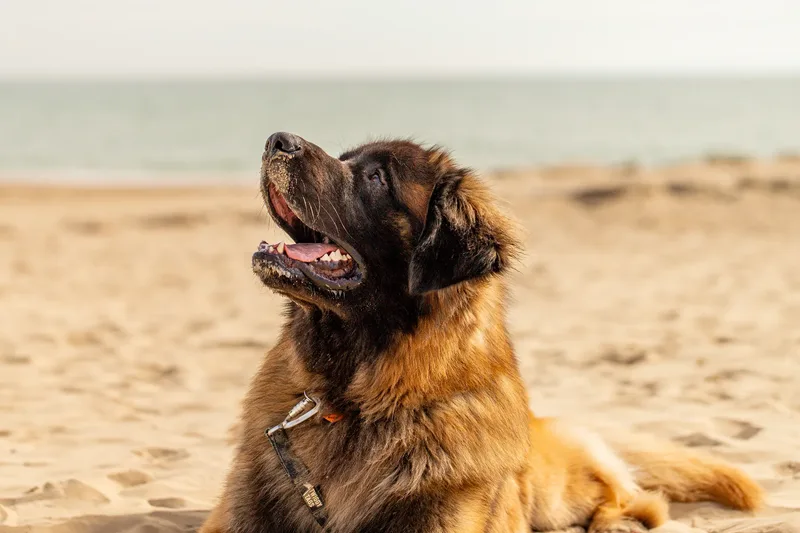 Koda the Leonberger (2 of 18)