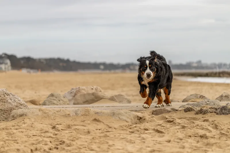 Berry the Bernese Mountain Dog (23 of 30)