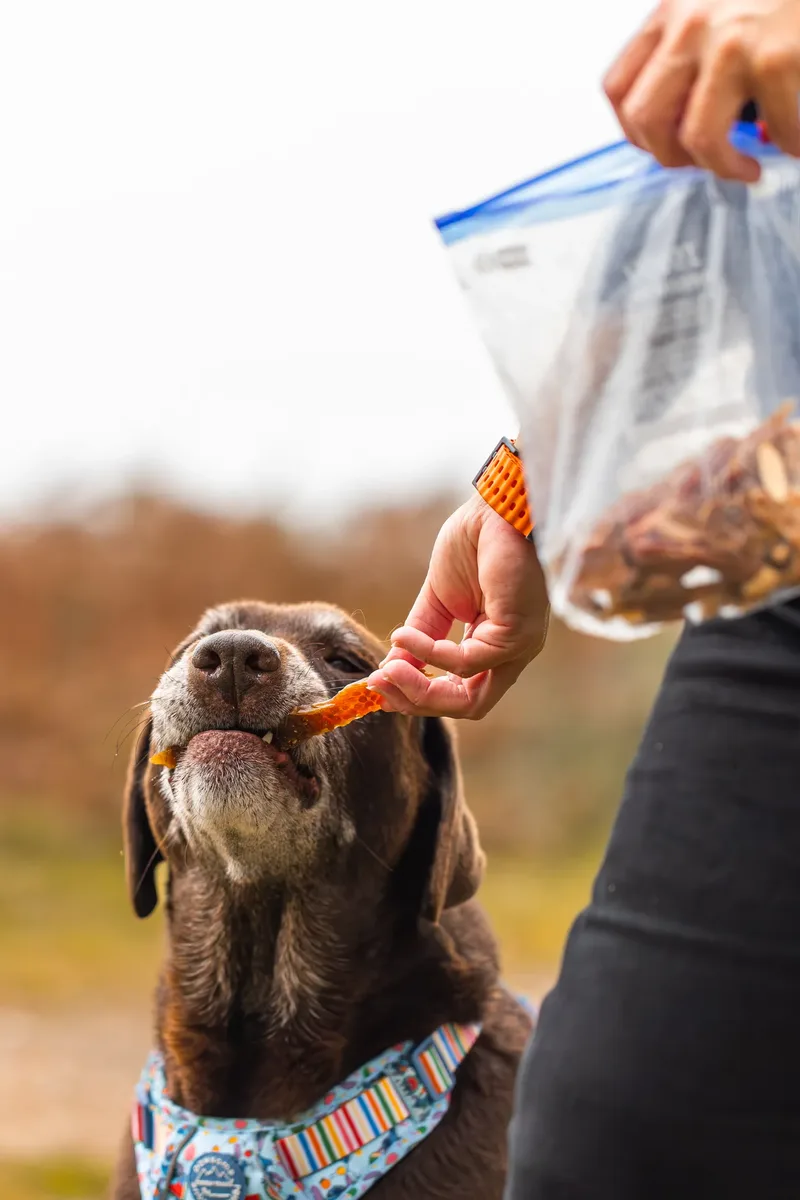 A Morning with Cas & Oreo at Canford Heath (14 of 24)