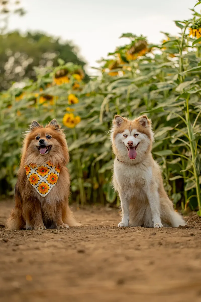 Coco and Aria – Sunflowers
