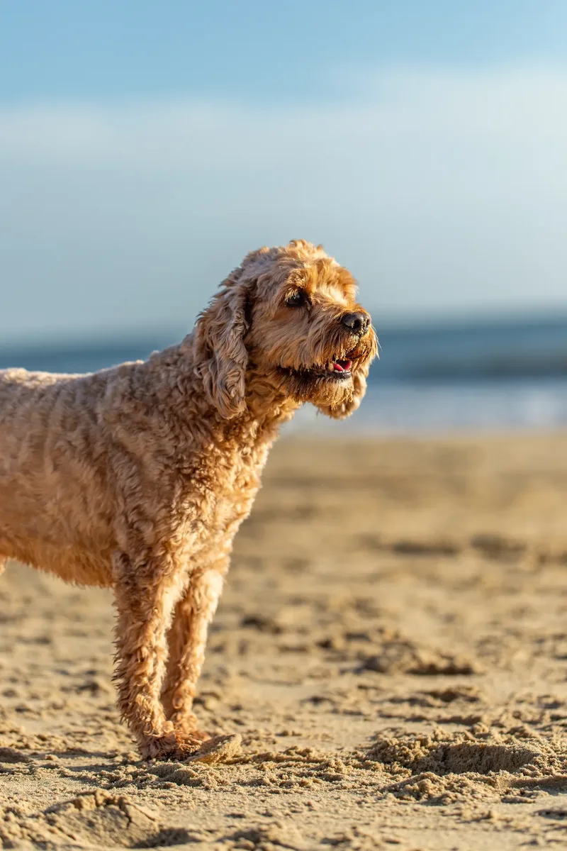 Red the Cavapoo (36 of 42)