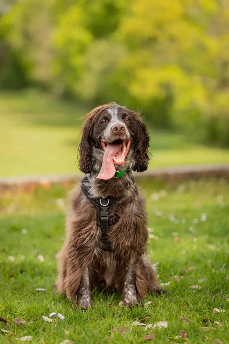 The Dorset Dog Trainer (1 of 42)