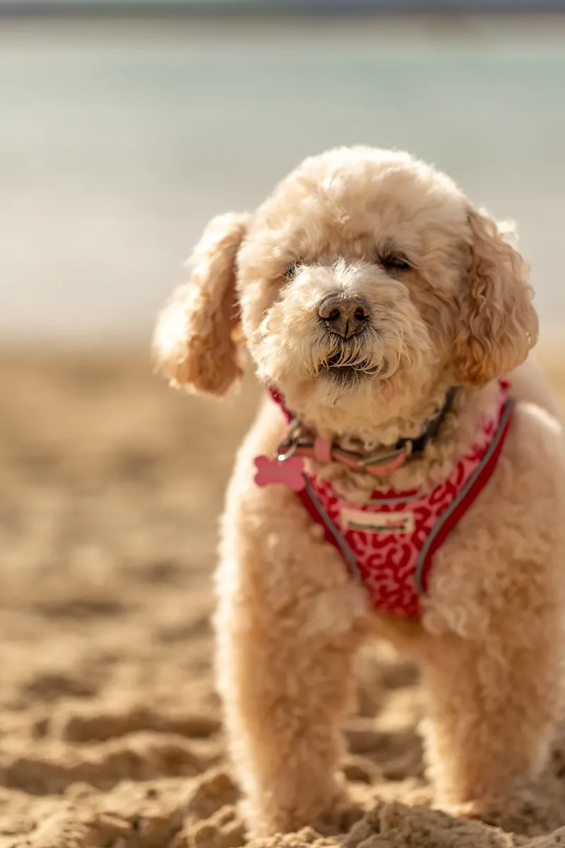 Lola the Poochon (4 of 28)