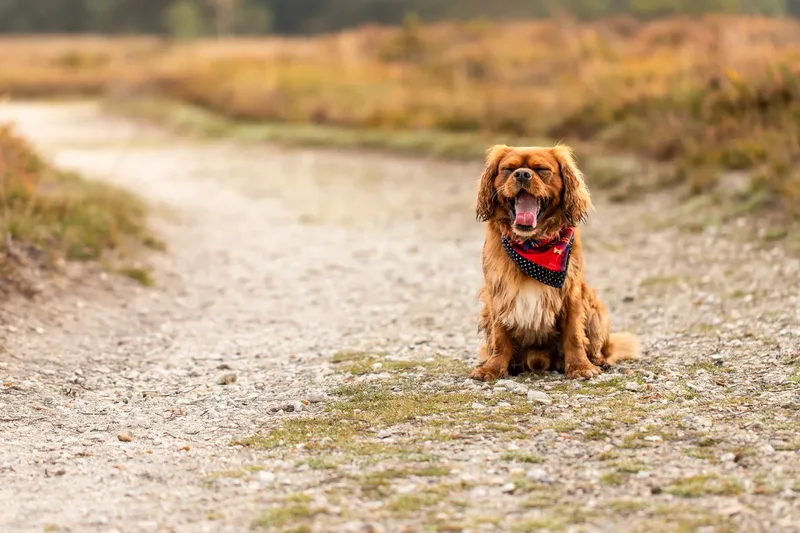Rusty the Cav (11 of 24)