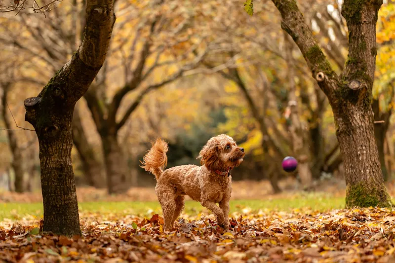Bagel in autumn (12 of 24)