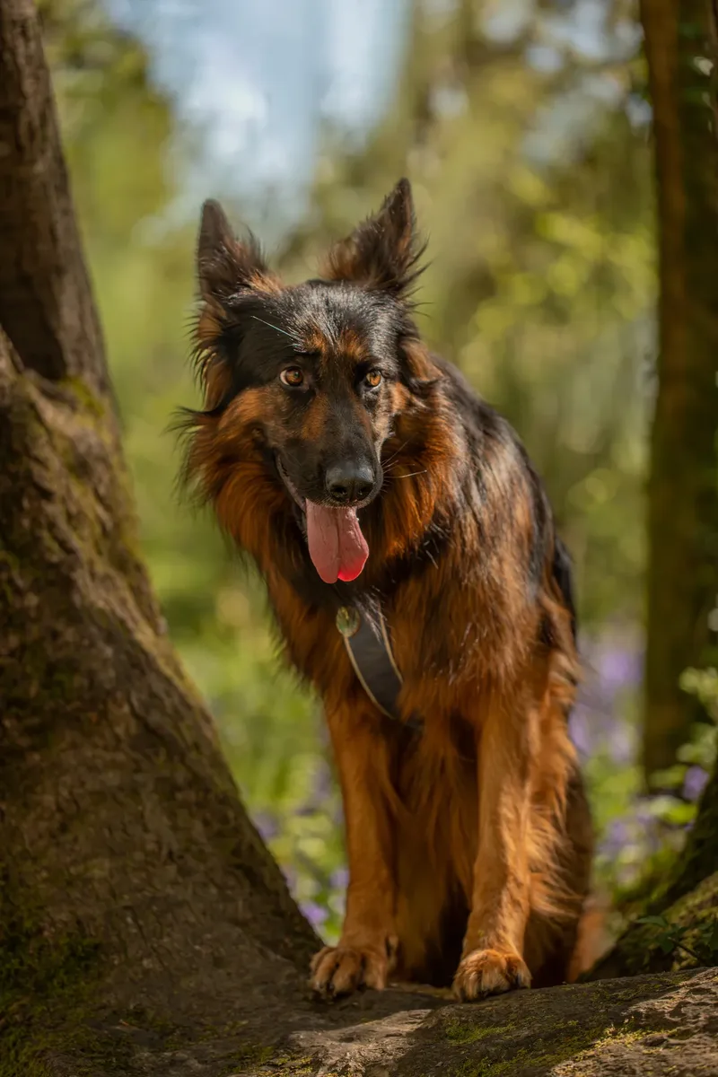 Tora the german shepherd (15 of 28)