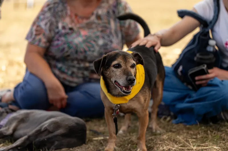 Margaret Green Country Dog Show 2025 (6 of 24)