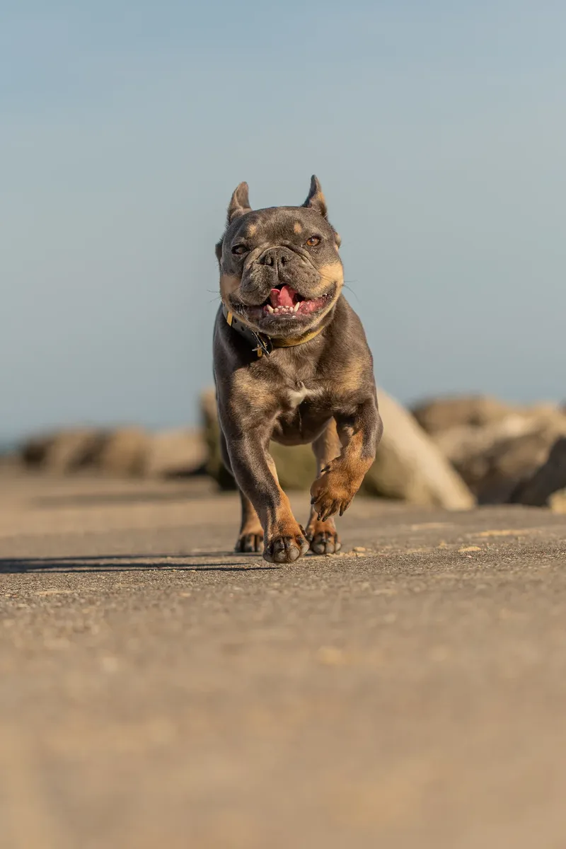 Blue the Frenchie (23 of 32)