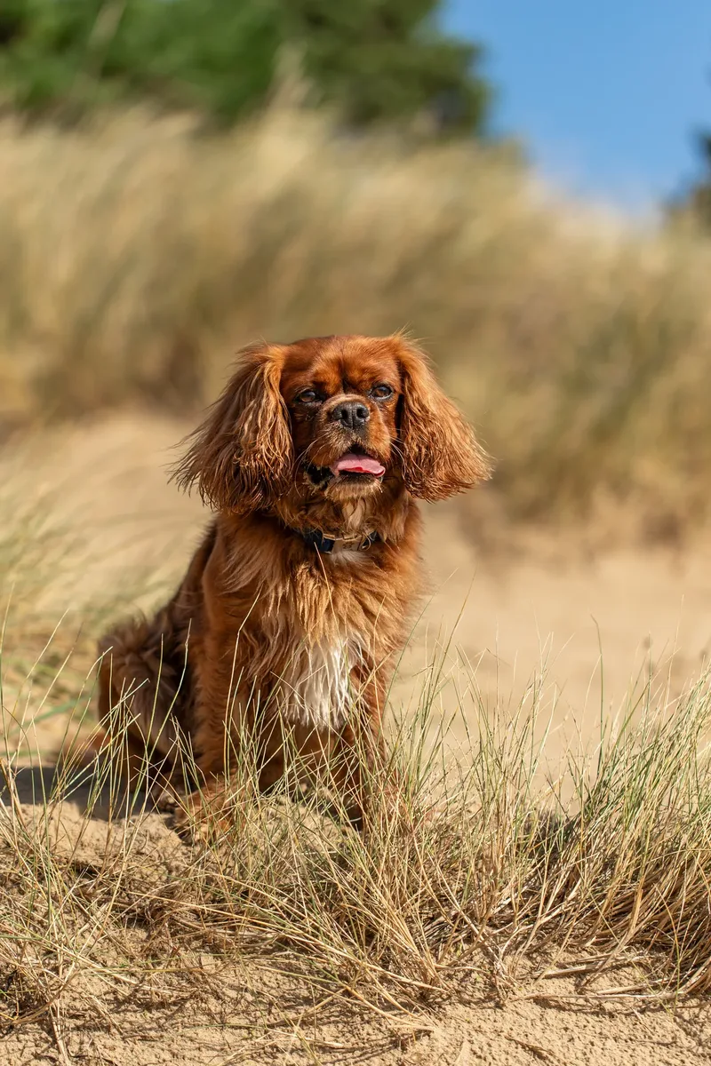 Rusty The Cavalier (9 of 24)