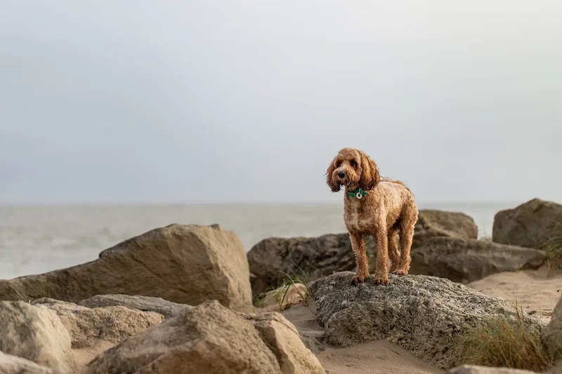 Teddy the Cockapoo (14 of 39)