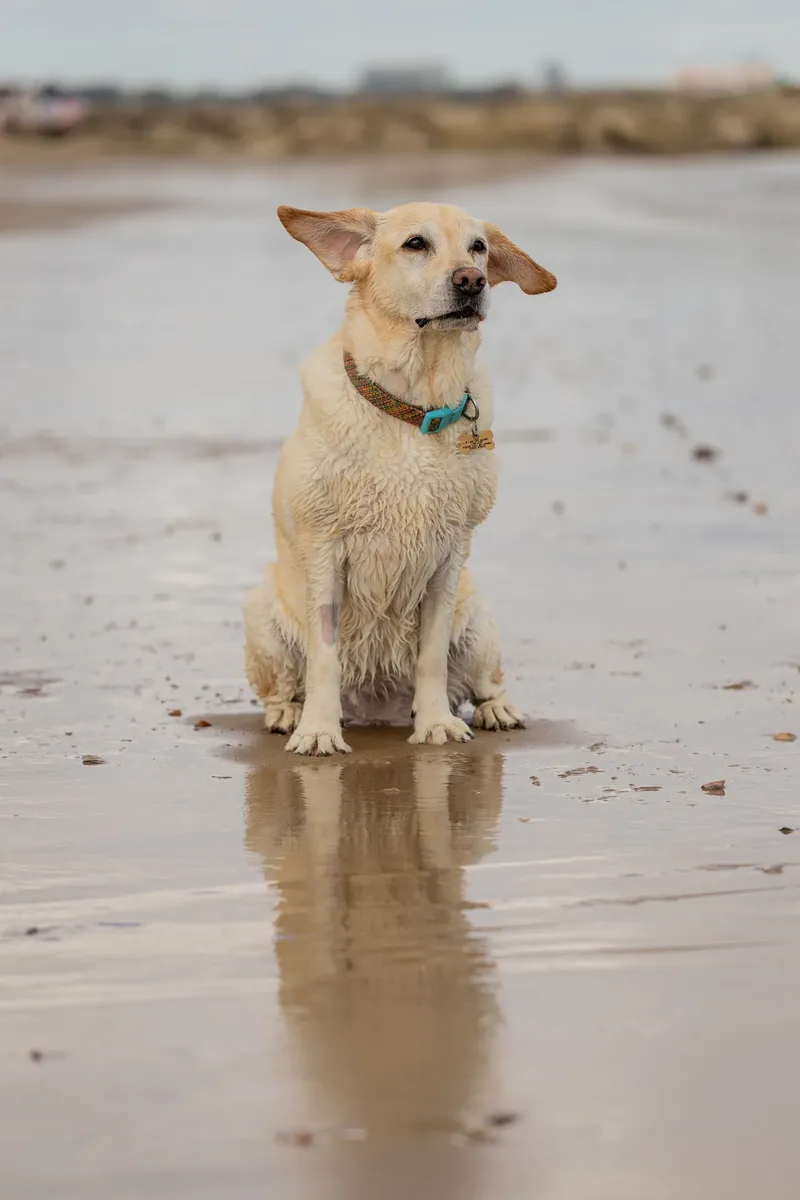 Mollie & Lola (29 of 32)