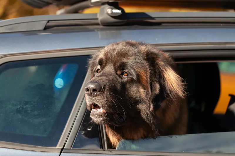 Koda the Bear (Leonberger) (1 of 24)