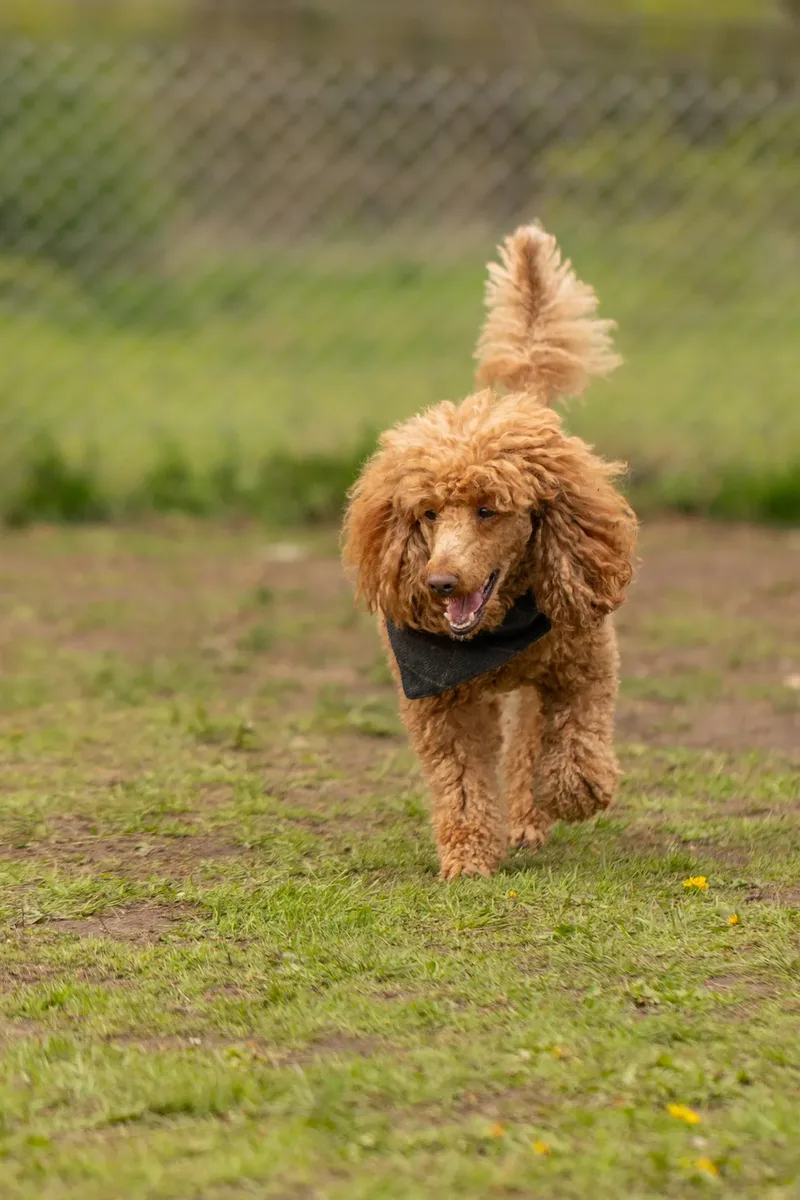 Muttley’s Doggy Day Care – Open Day Fun! 🐾 (4 of 24)