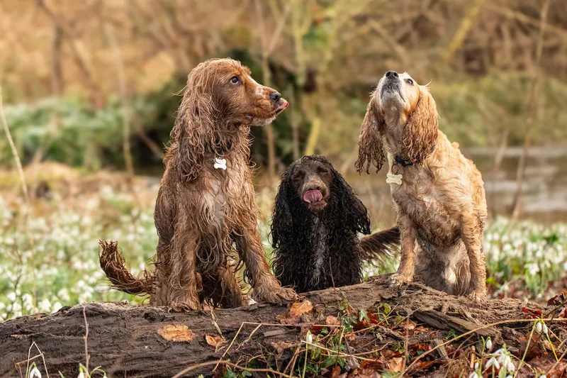 Max, Alfie & Friends (18 of 22)