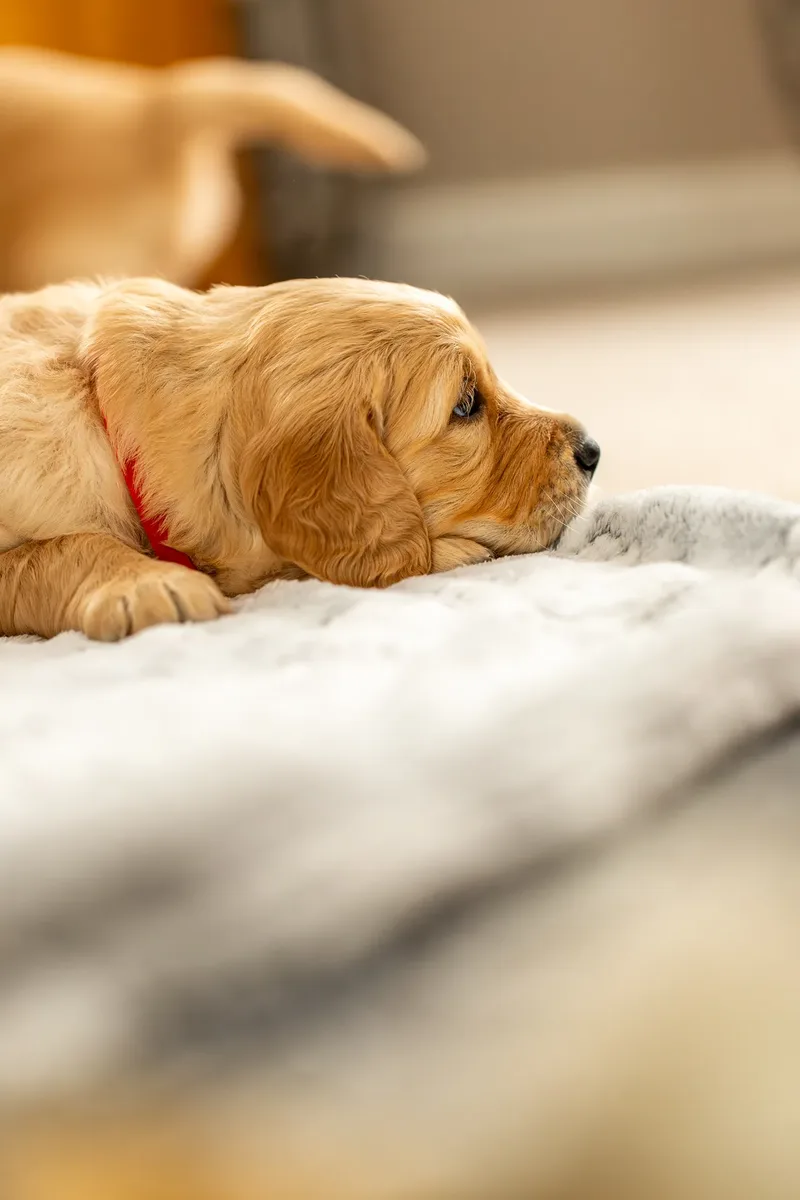 Golden Retriever Puppies (10 of 60)