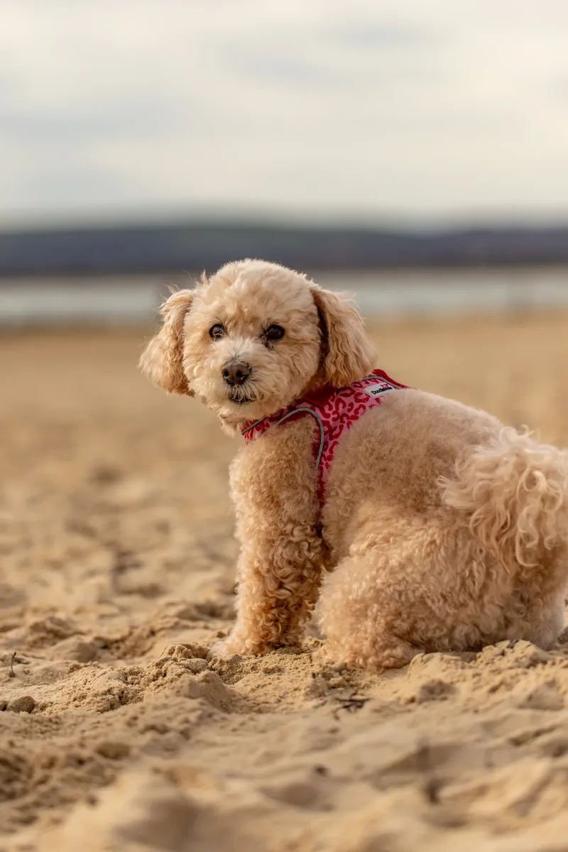 Lola the Poochon (22 of 28)
