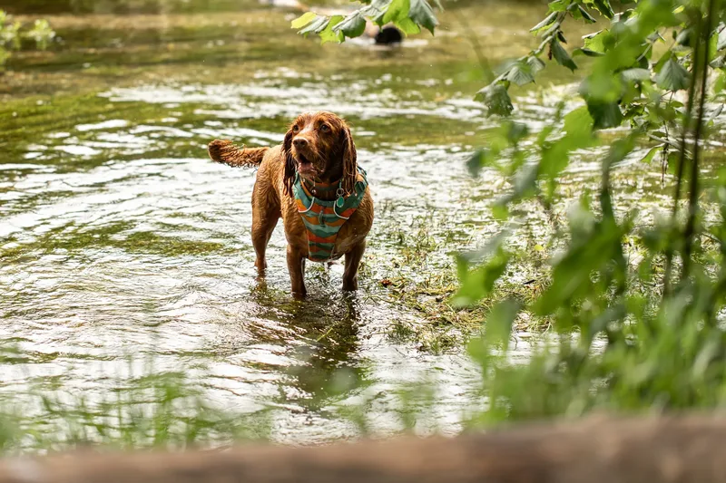 Ralph & Monty (14 of 24)