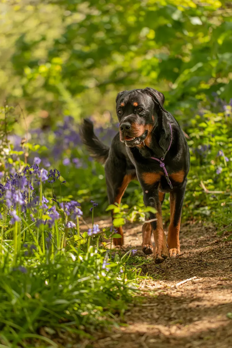Karma the rottweiler in bluebells (19 of 30)