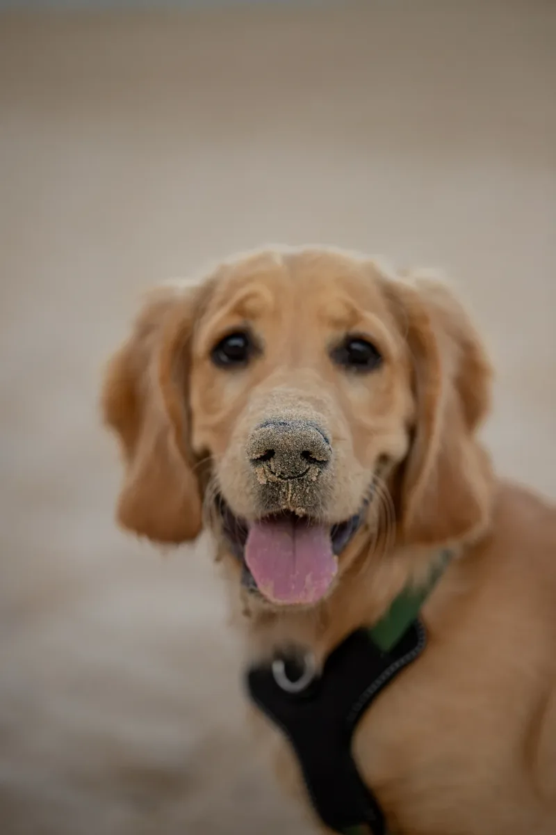 bailey
