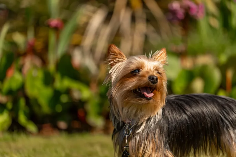 Willow – the mini yorkie (21 of 24)