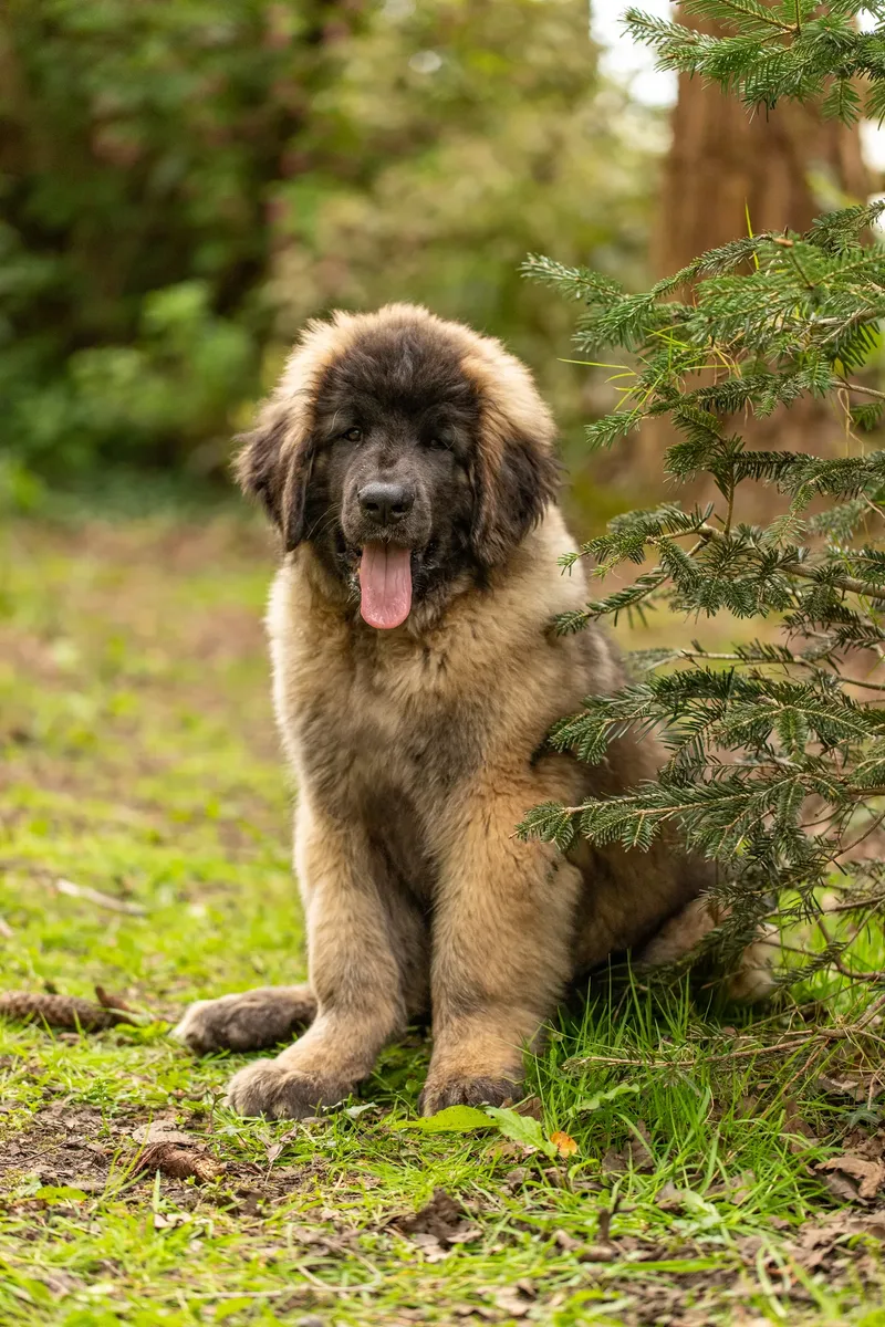 Alfie the Leonberger Puppy (8 of 41)