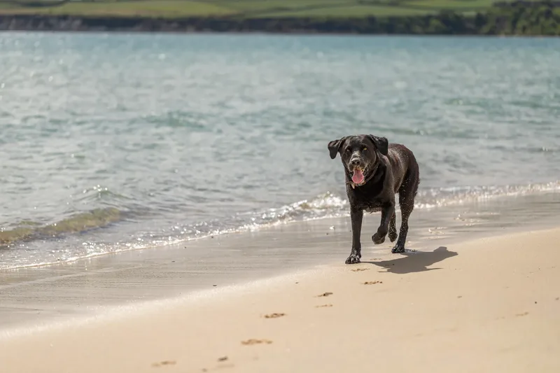 Stan the black lab (12 of 38)