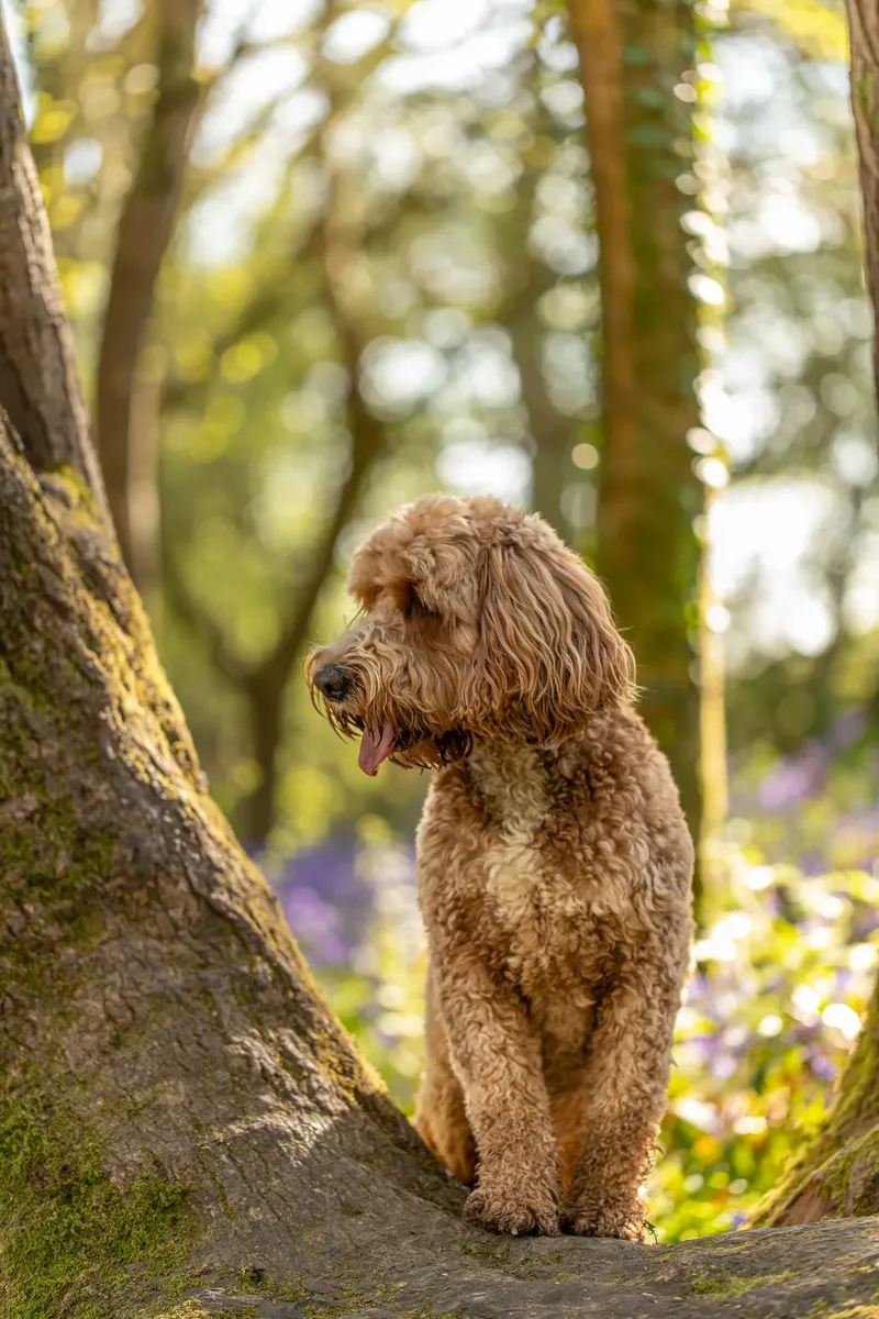 Teddy the cockapoo in the bluebells (8 of 21)