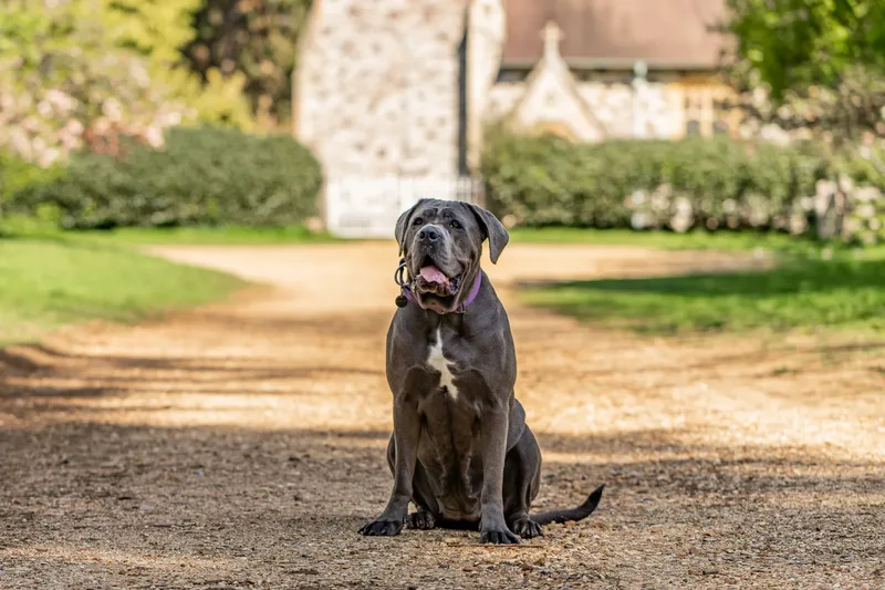 Skye the Cane Corso (15 of 23)