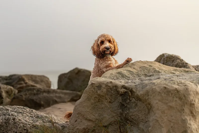 Teddy the Cockapoo (12 of 39)