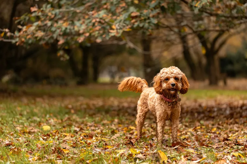 Bagel in autumn (10 of 24)