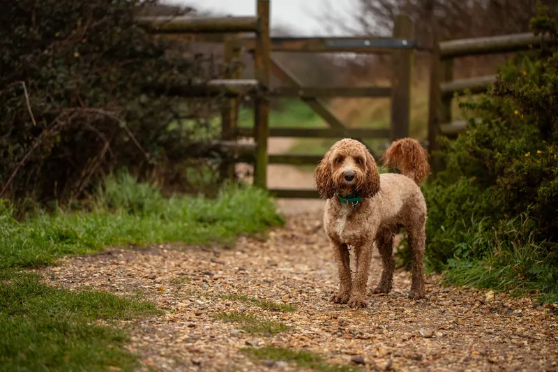 Teddy the Cockapoo (11 of 39)