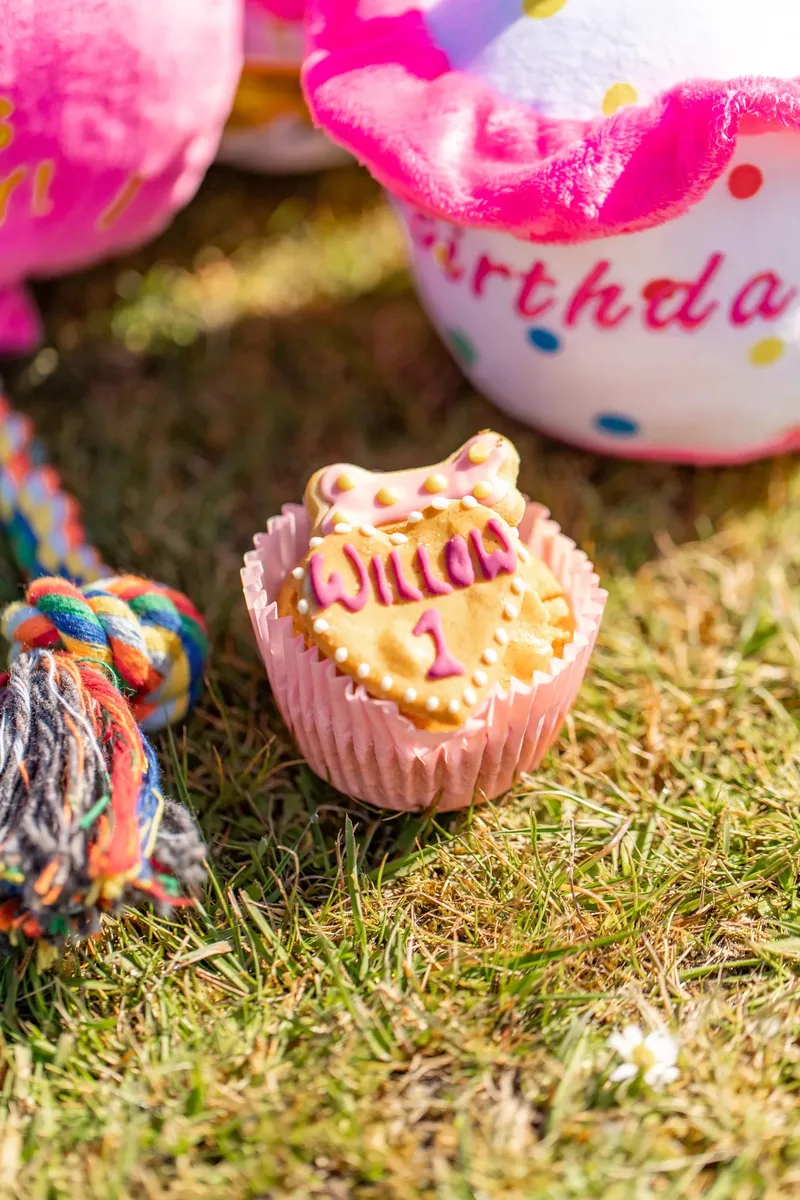 Willow – the mini yorkie (18 of 24)