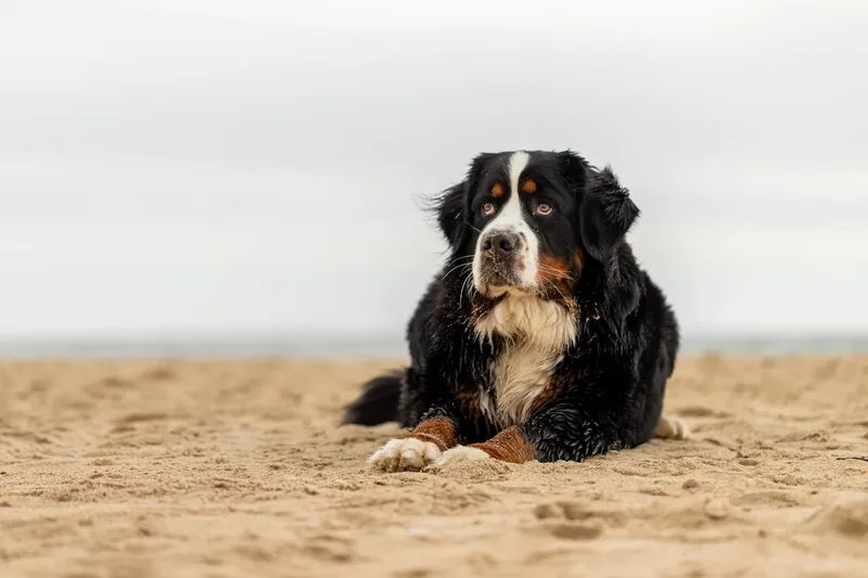 Berry the Bernese Mountain Dog (9 of 30)