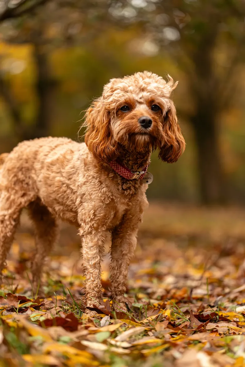 Bagel in autumn (6 of 24)