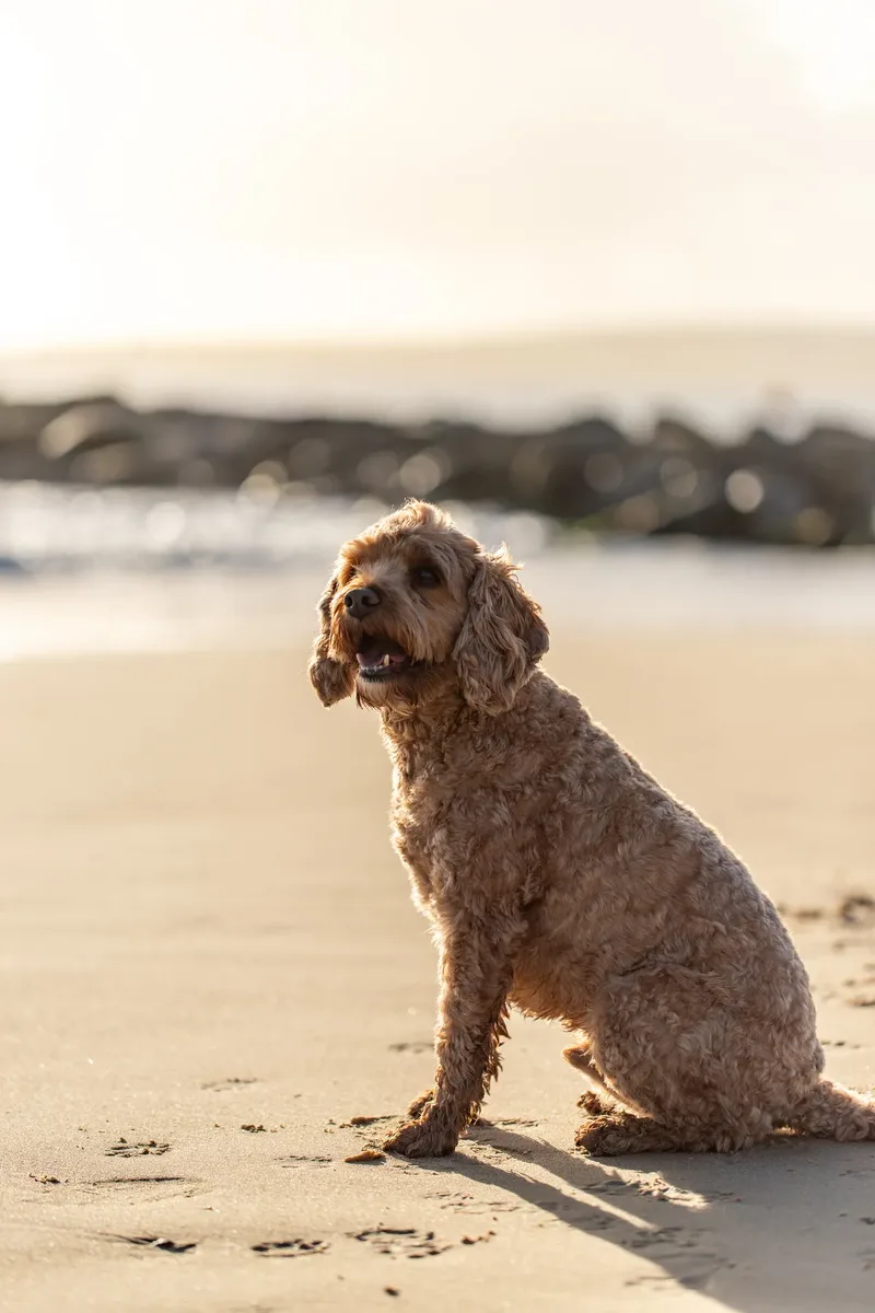 Red the Cavapoo (24 of 42)